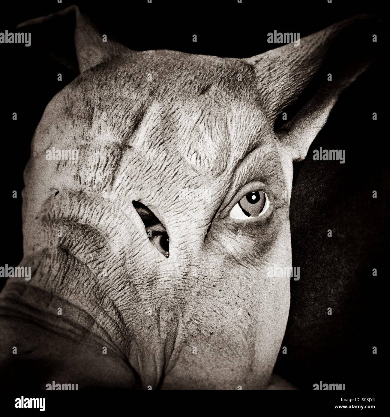Peeping through the pig mask Stock Photo