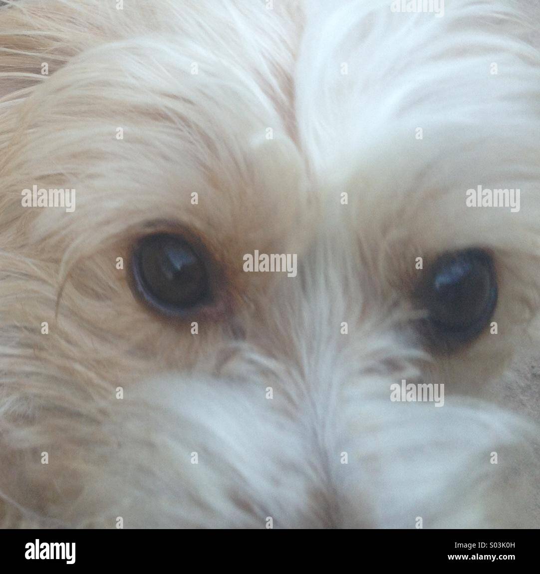 Big brown puppy dog eyes Stock Photo Alamy