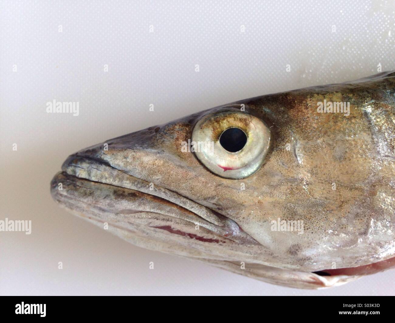 Poisson - fish Stock Photo