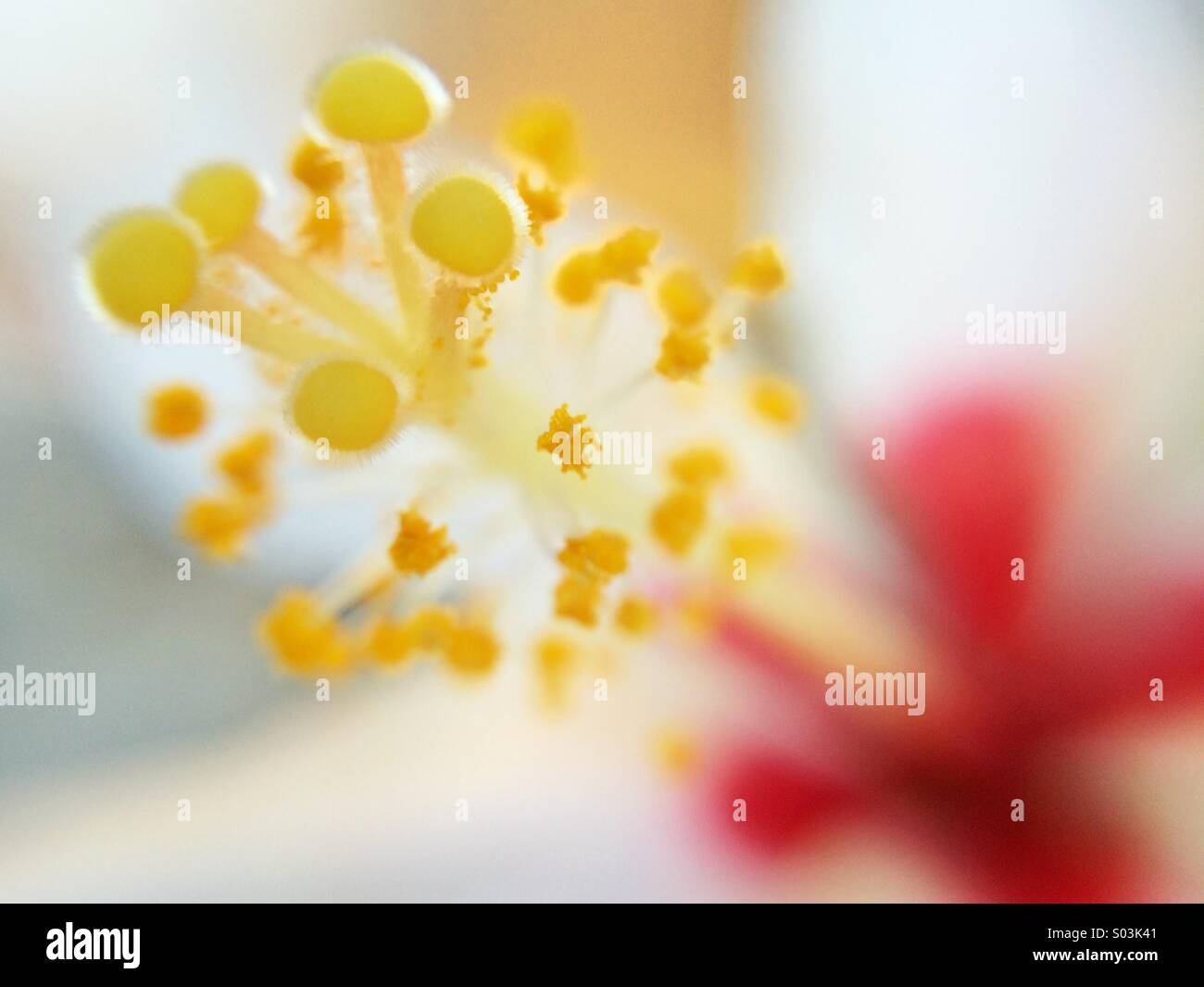 Macro of a white and red hibiscus flower. - Smartphone Captured Stock Image