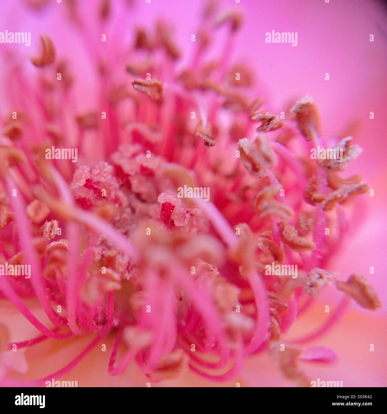 Macro of the center of a pink flower. Stock Photo