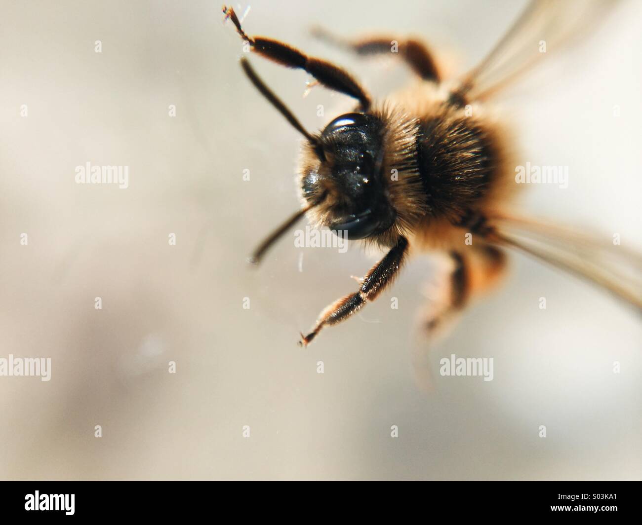 Macro honey bee hi-res stock photography and images - Alamy