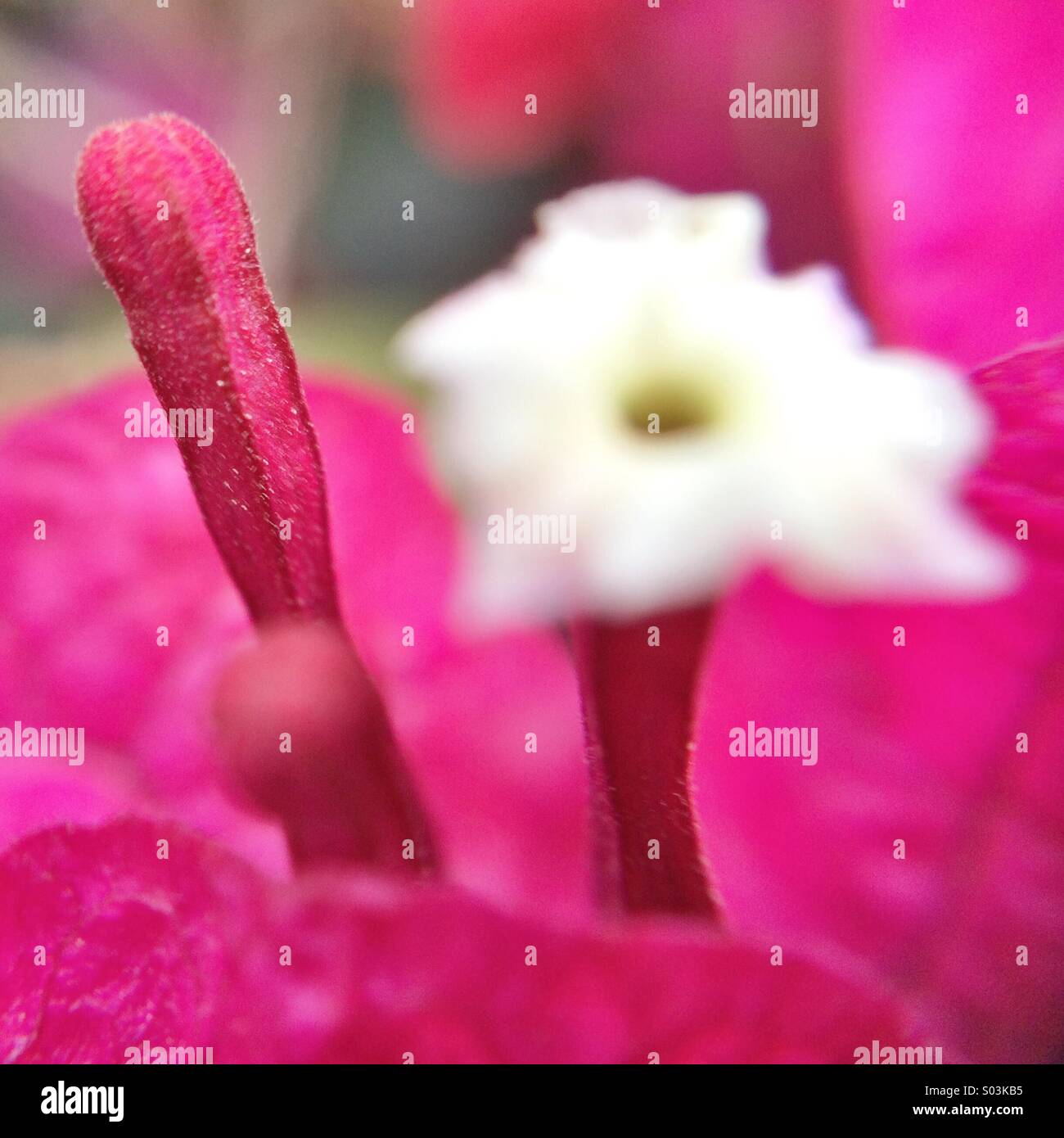 Macro of a fuchsia Bougainville flower Stock Photo