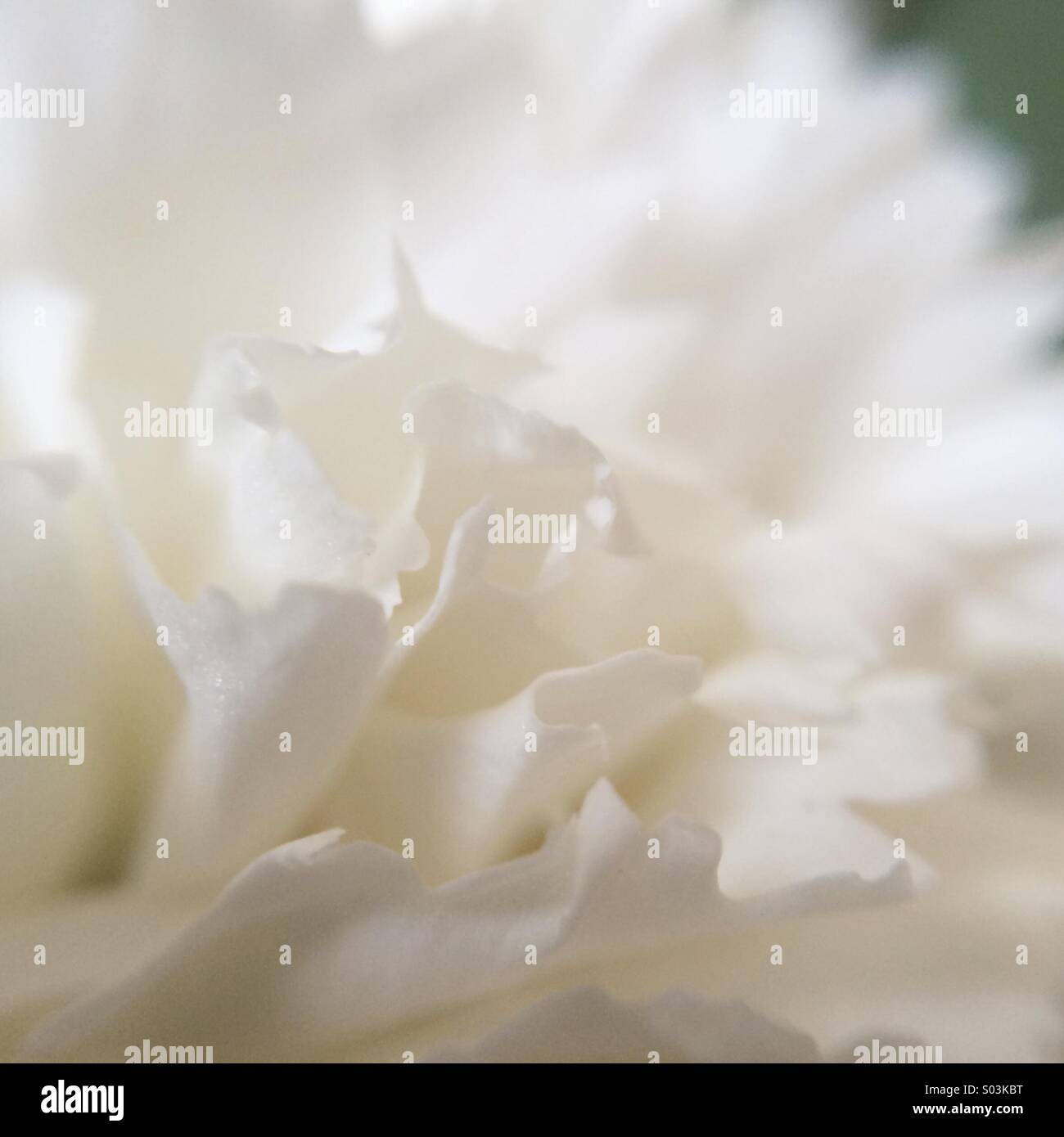 Macro of a white carnation - Smartphone Captured Stock Image