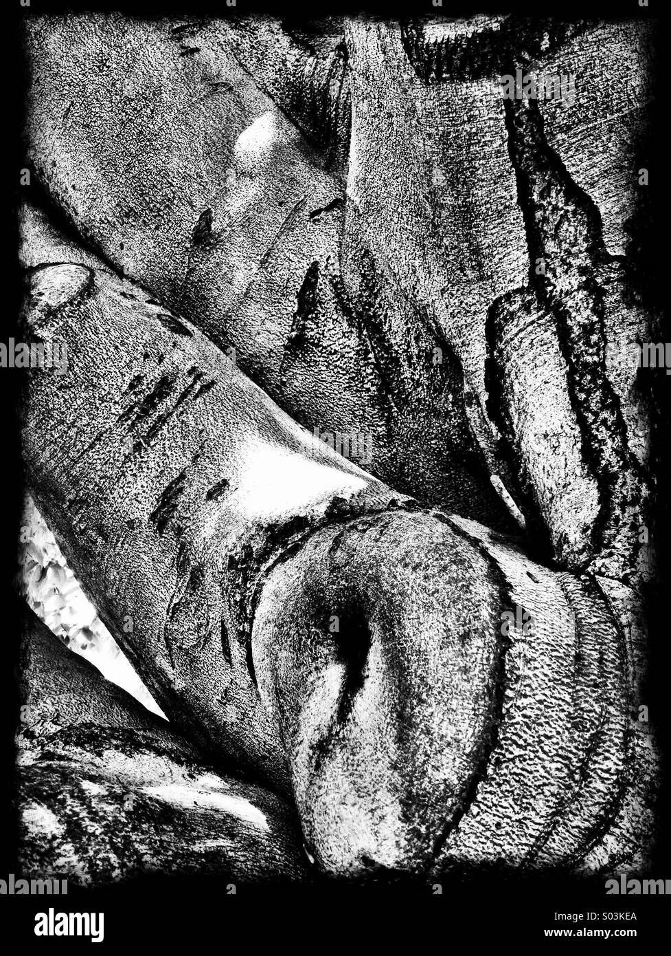 Black and white image if an old, twisted tree trunk. Stock Photo