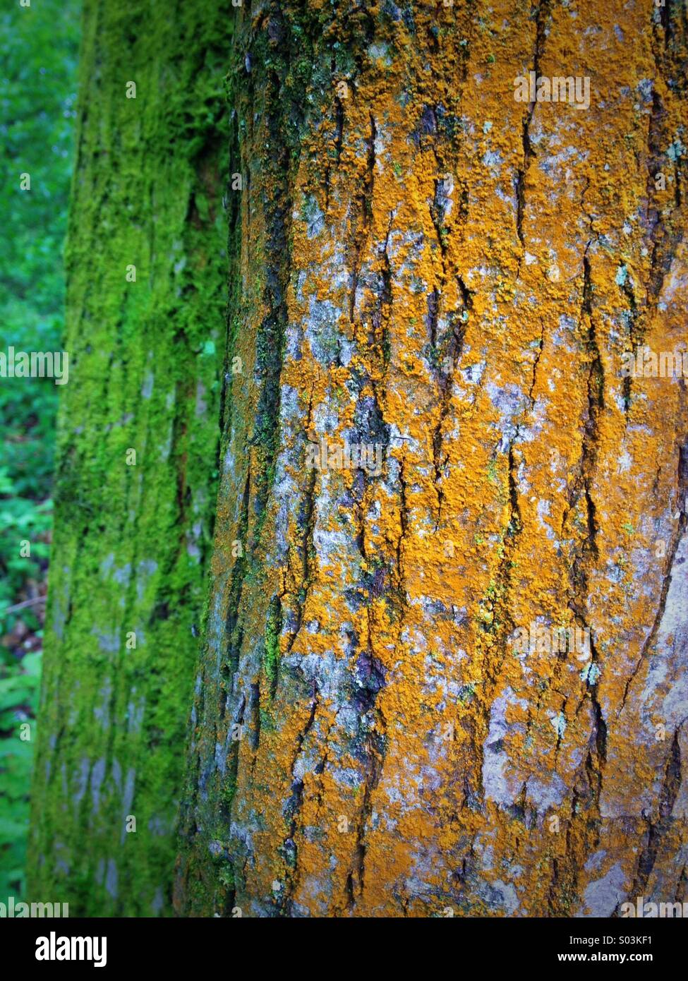 Orange and green moss on tree trunks - Smartphone Captured Stock Image