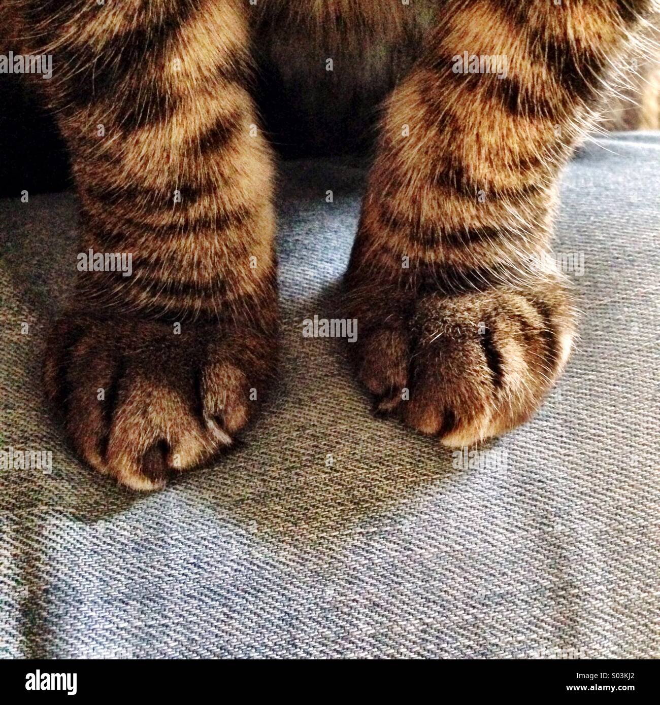 cat paws 20+ cat paws that are just purrfect
