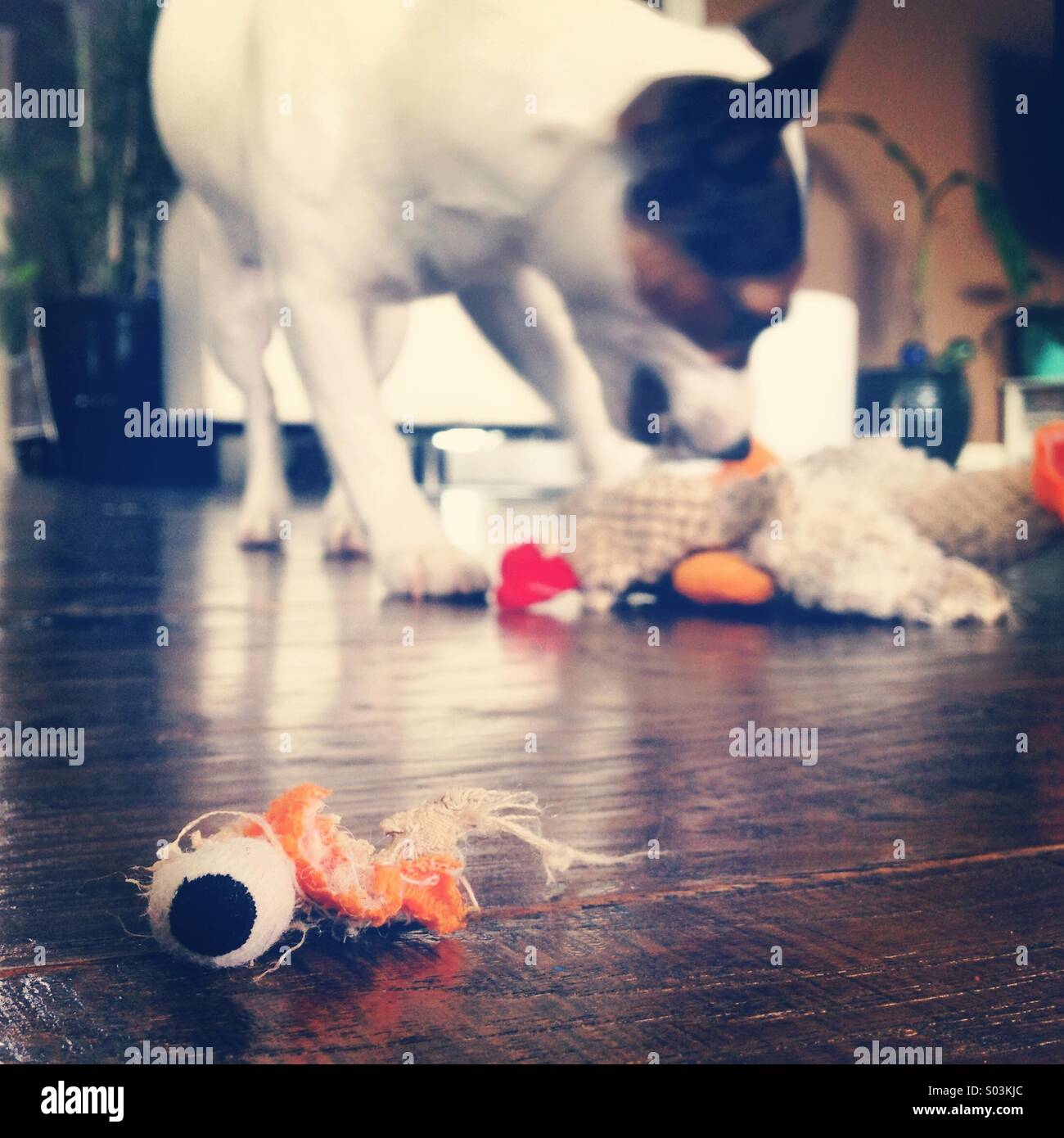 Eight-month-old Jack Russell Terrier puppy playing and destroying her stuffy toy chicken. No mercy. Stock Photo