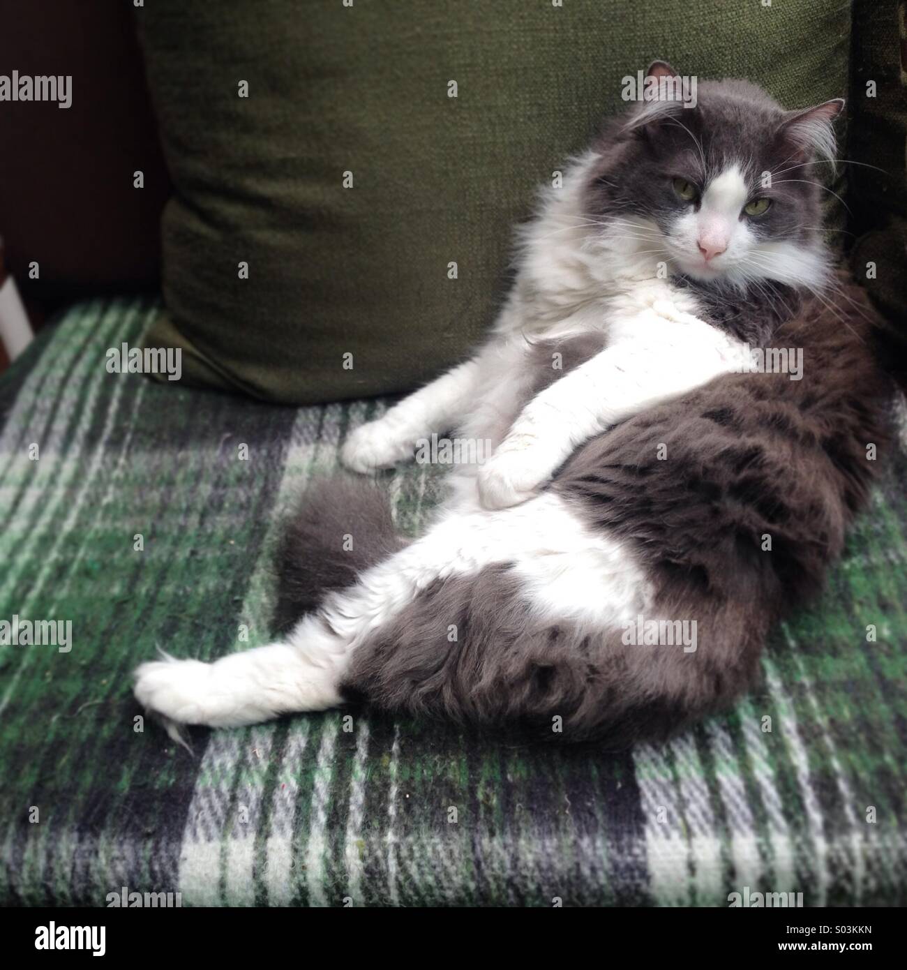 A cat rests in a sofa in a house in Colonia Roma, Mexico City, Mexico - Smartphone Captured Stock Image