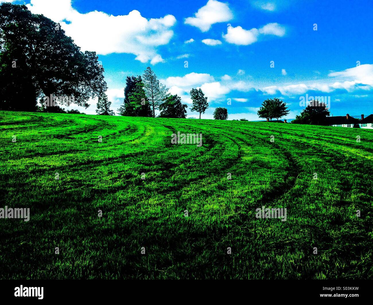 Freshly cut grass in park with trees in background Stock Photo