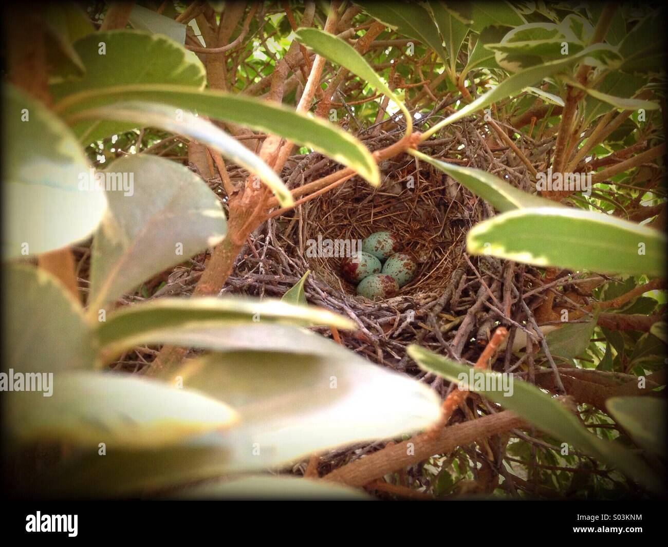 A nest of Mockingbird eggs Stock Photo Alamy