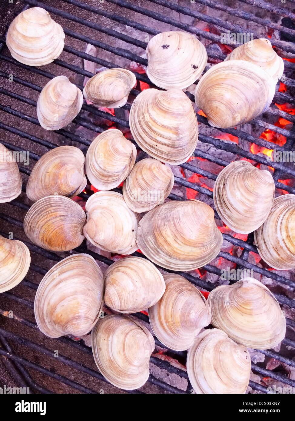 Grilling littleneck clams over a charcoal grill. Stock Photo