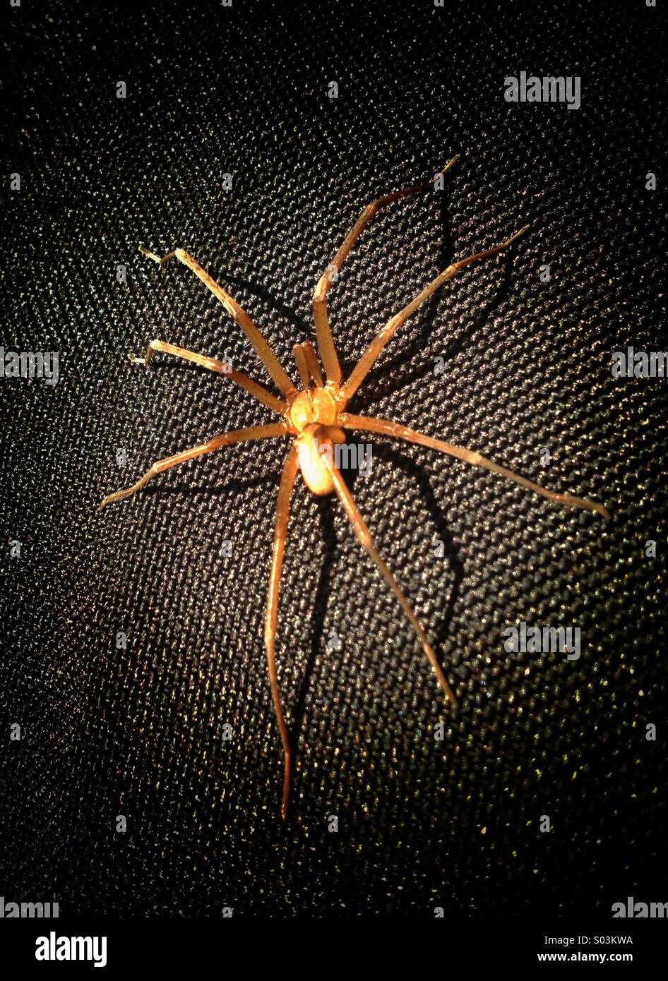 Creepy scary eight legged spider Stock Photo