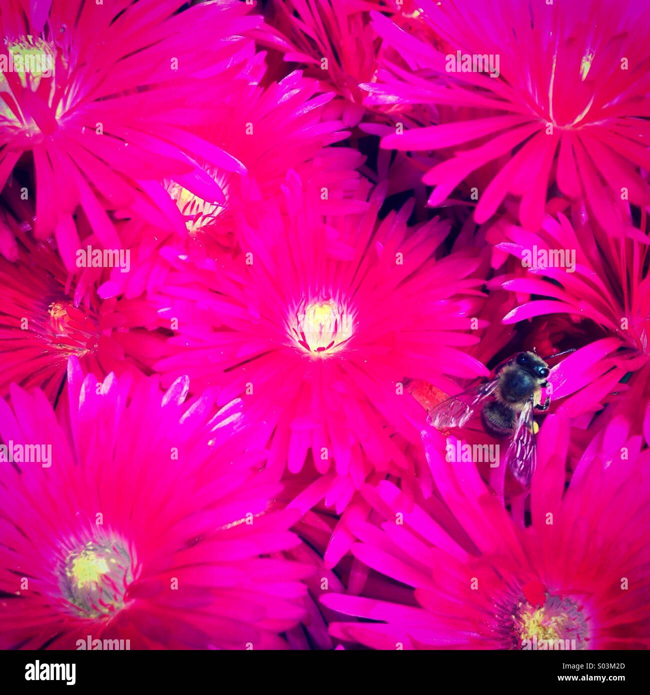 Pink closeup - Smartphone Captured Stock Image