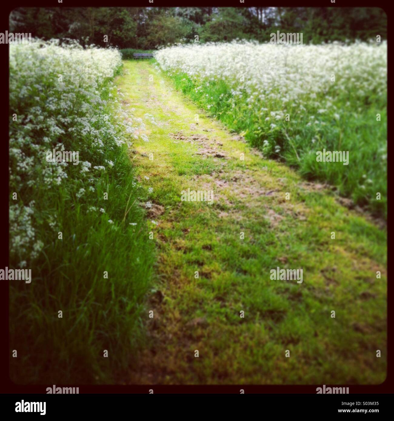 Grassy path through a meadow in Essex - Smartphone Captured Stock Image