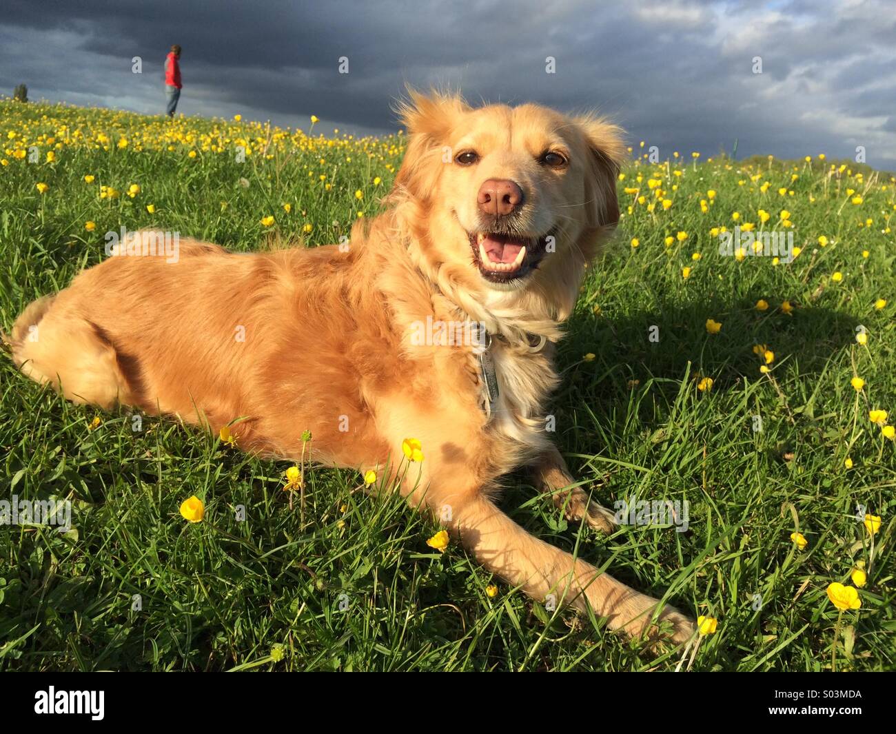 Puppy dog in a field of buttercups. Taken at port meadow in Oxford. - Smartphone Captured Stock Image