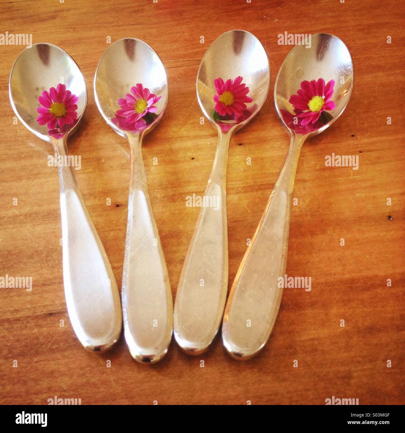 Four spoons each holding a small pink daisy and set on a wood table - Smartphone Captured Stock Image