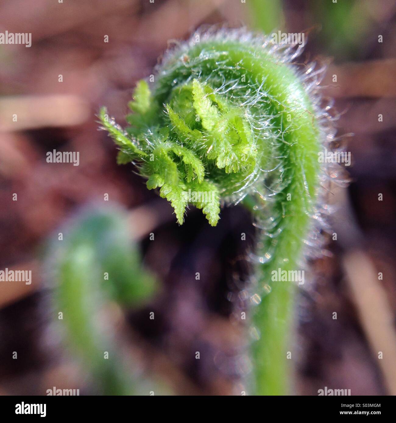 Fiddlehead - Smartphone Captured Stock Image