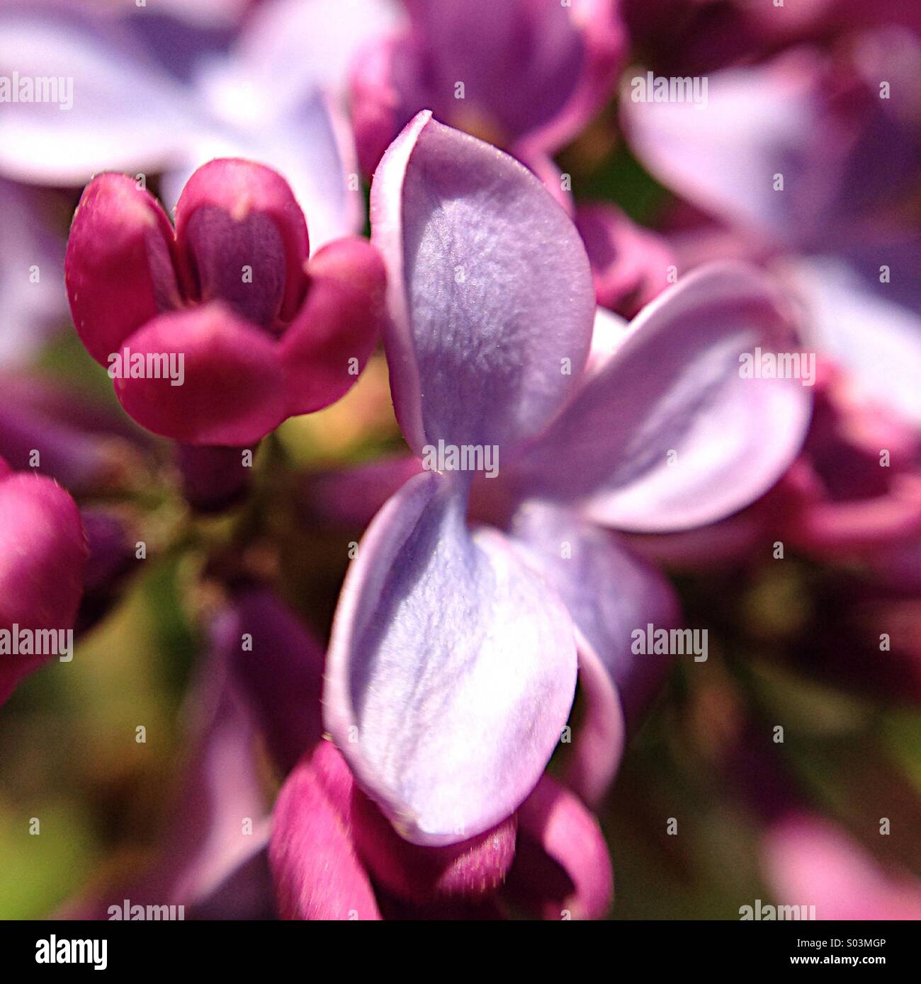 Lilac macro - Smartphone Captured Stock Image
