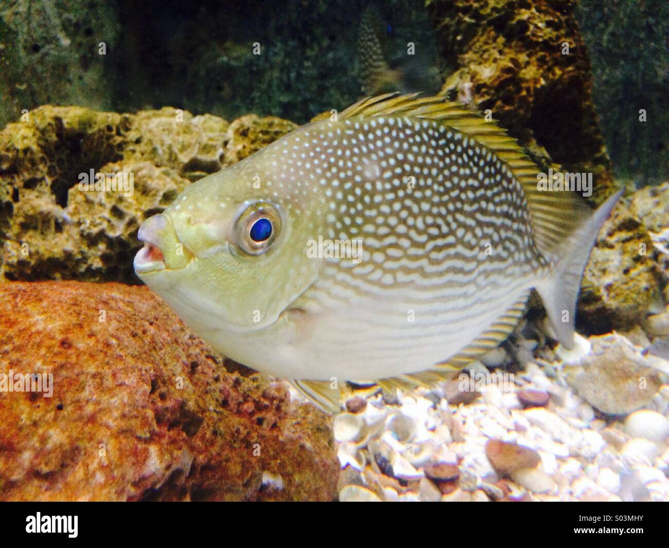 A fish in the bowl fish, blue eyes Stock Photo Alamy
