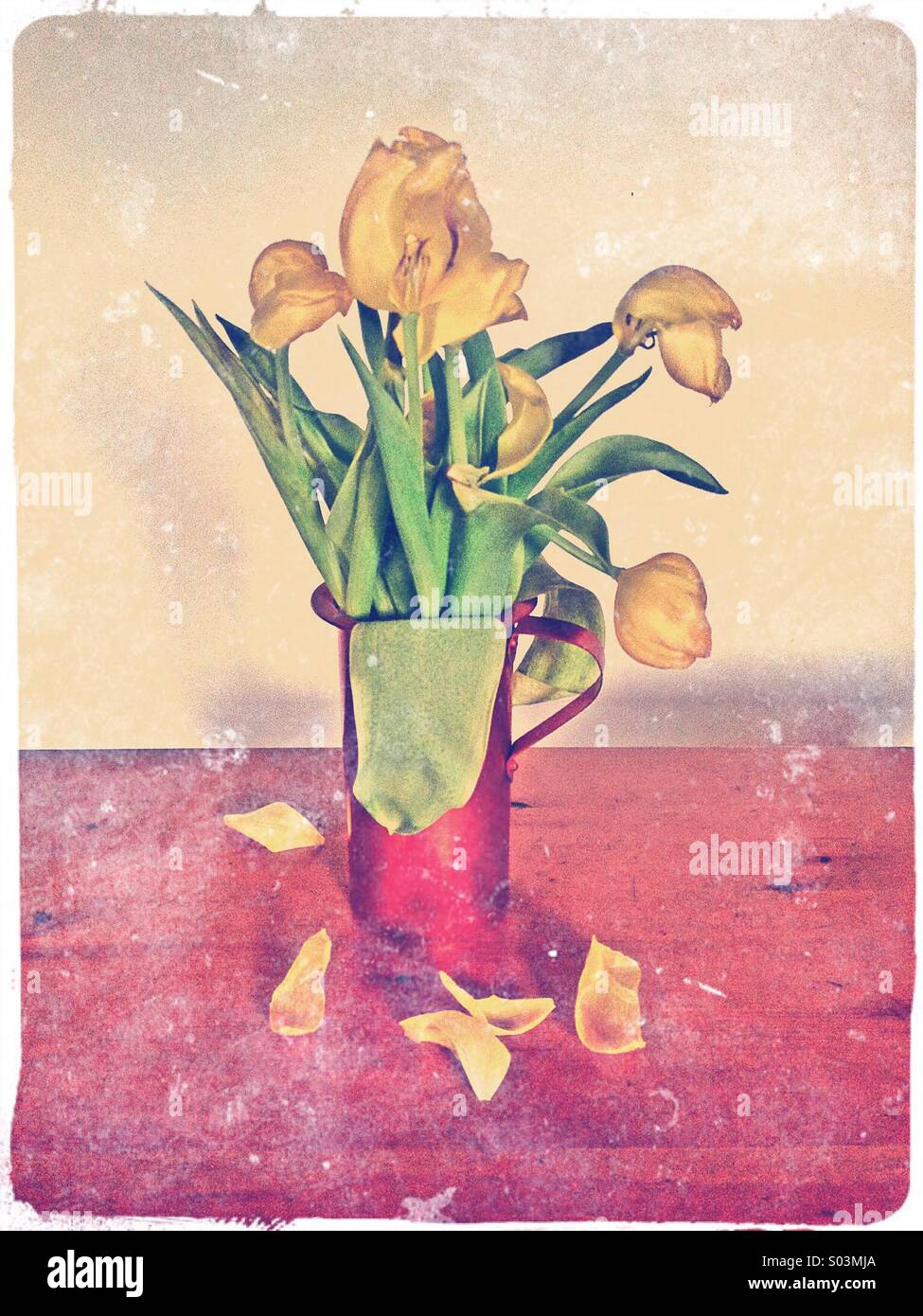 Yellow tulips in red vase, faded flowers with petals falling off Stock