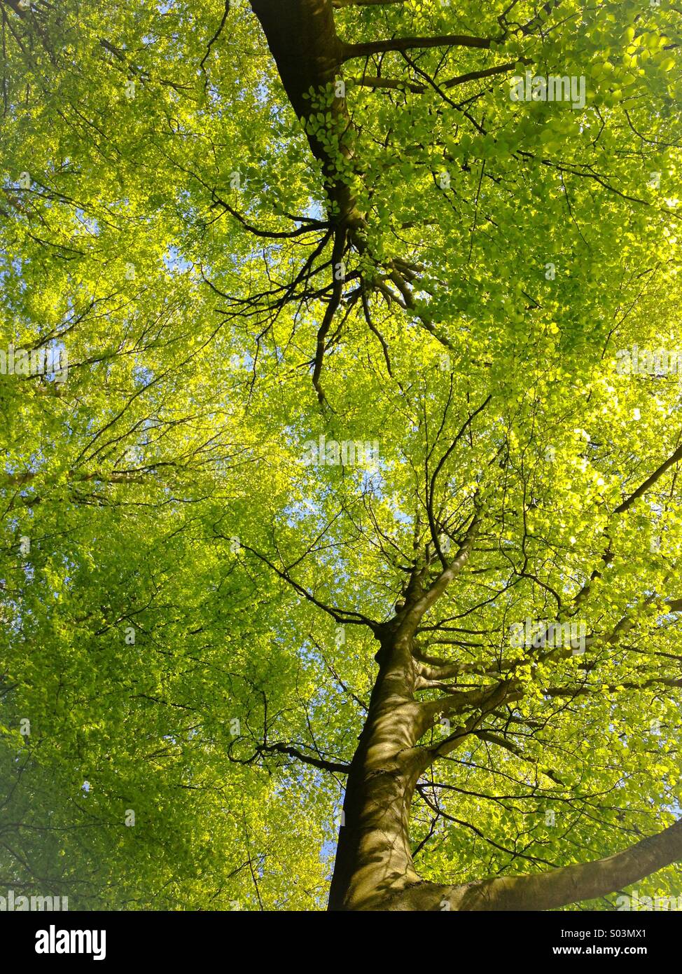 Springtime in a Beech woodland, England, UK - Smartphone Captured Stock Image