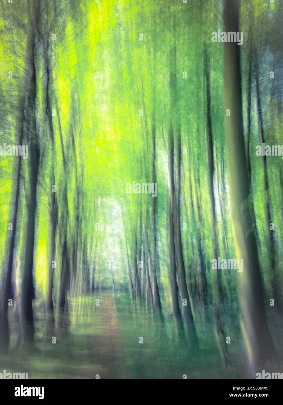 Springtime in a Beech tree avenue, England, UK - Smartphone Captured Stock Image