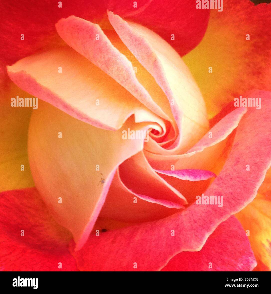 Rose yellow red mix colour hires stock photography and images Alamy
