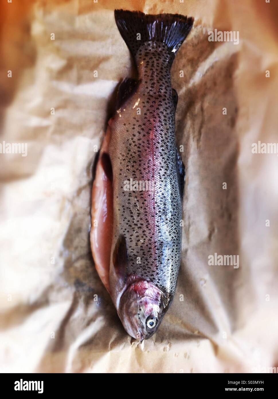 Rainbow trout on brown paper Stock Photo