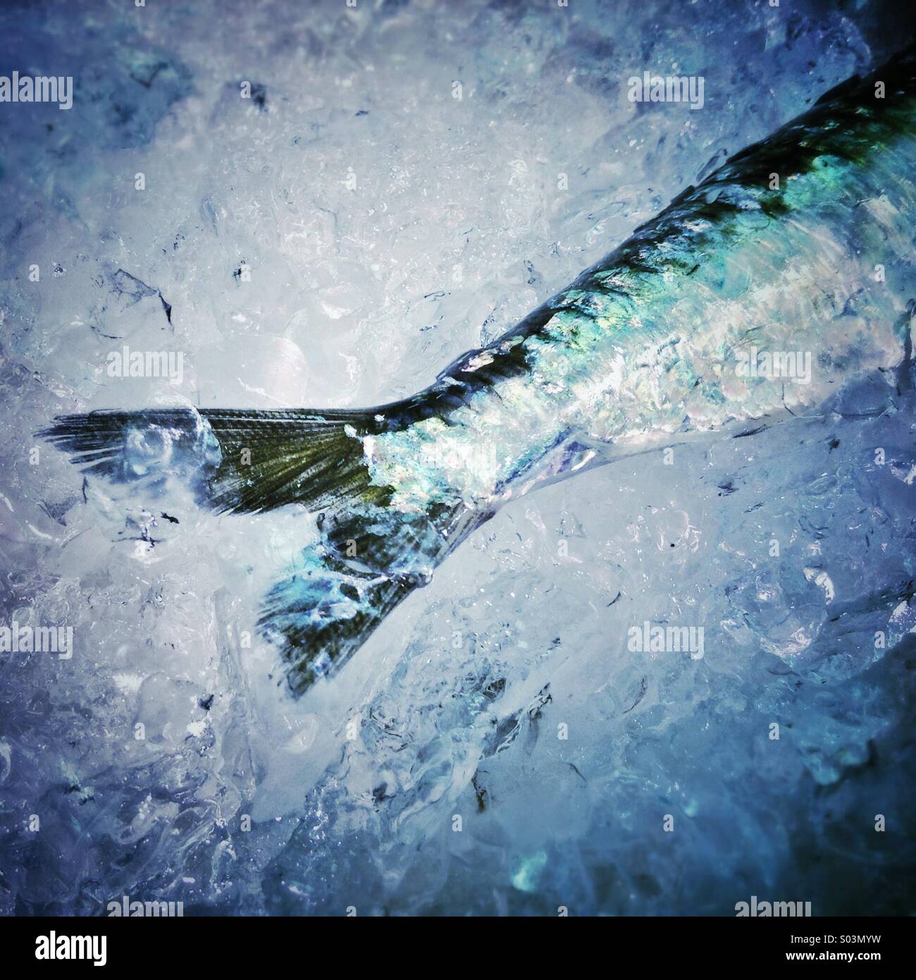 Fish tail on ice for sale in a market in Barcelona - Smartphone Captured Stock Image