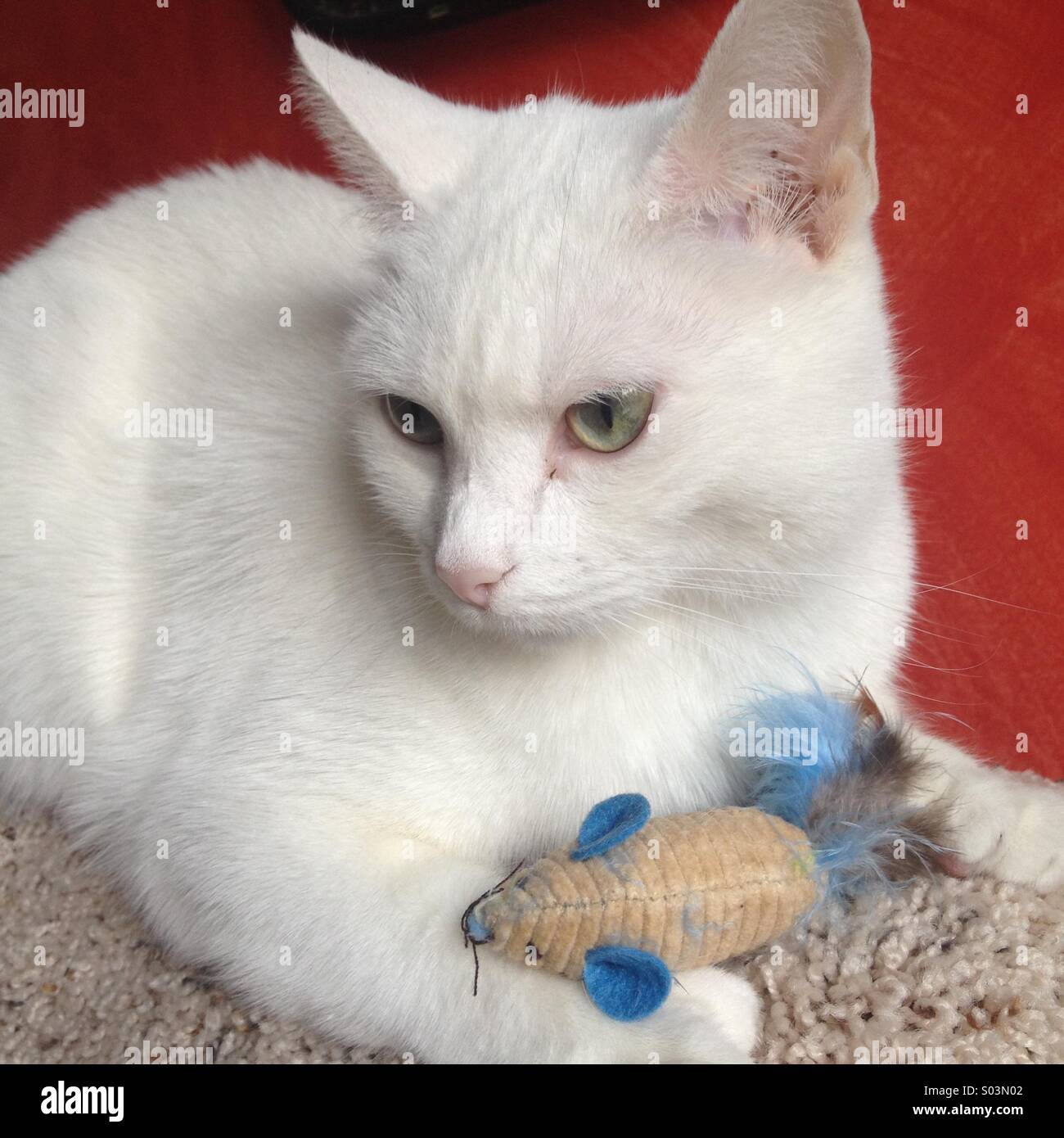 White Cat with Toy Mouse Stock Photo
