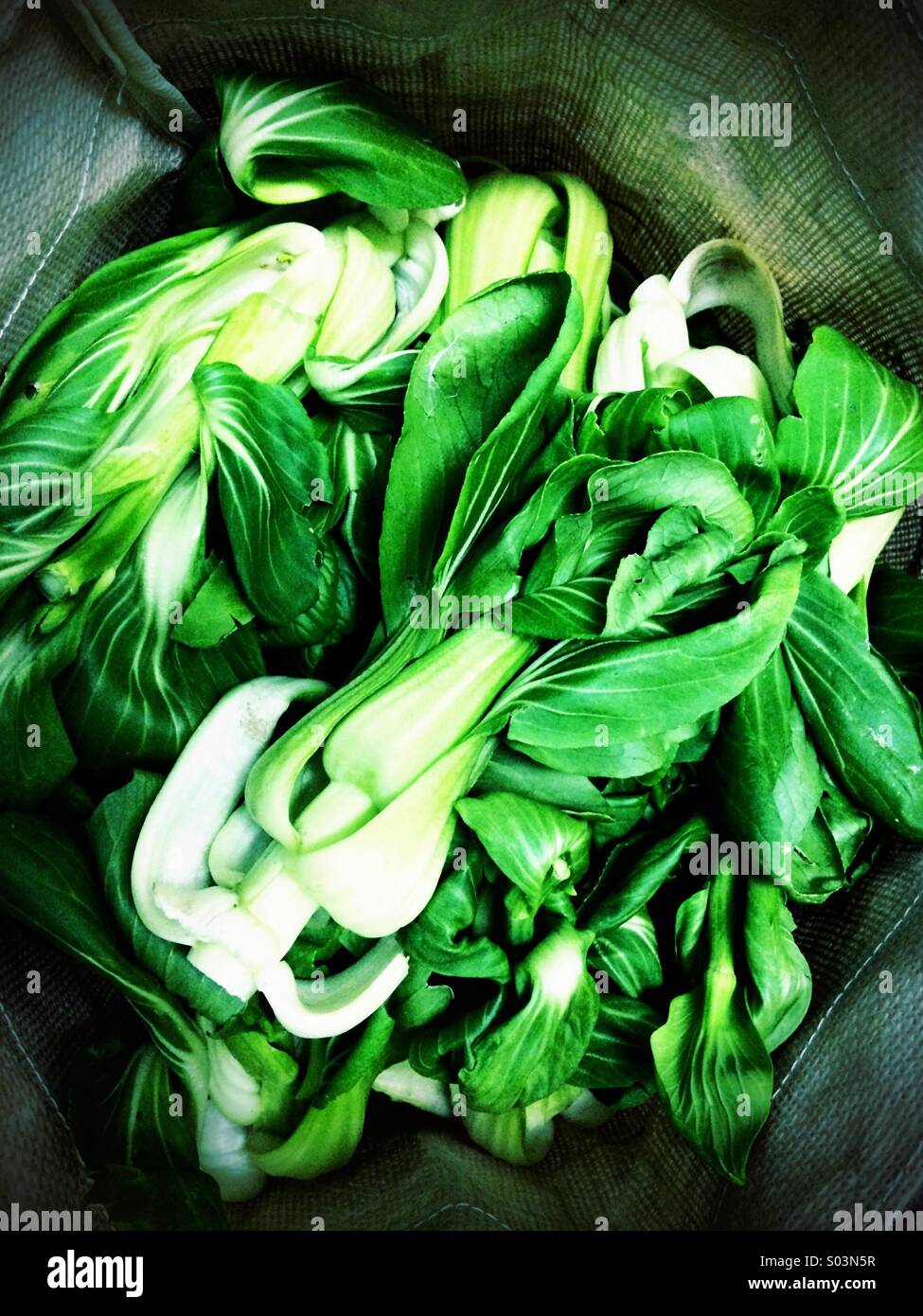 Organic Bok Choy (Brassica Rapa) - Smartphone Captured Stock Image
