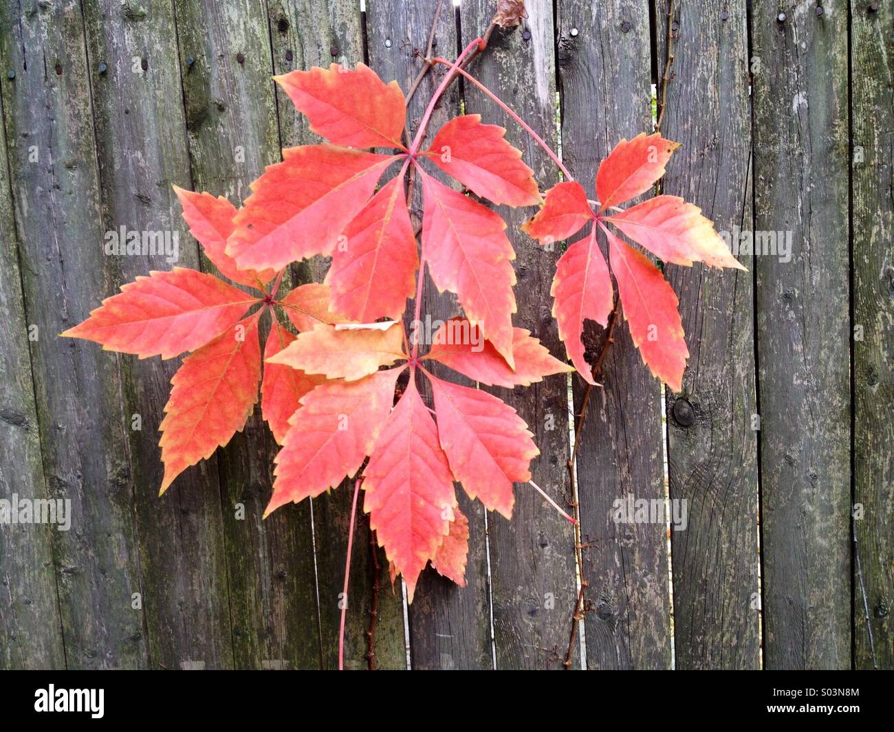 Fall on the wall Stock Photo