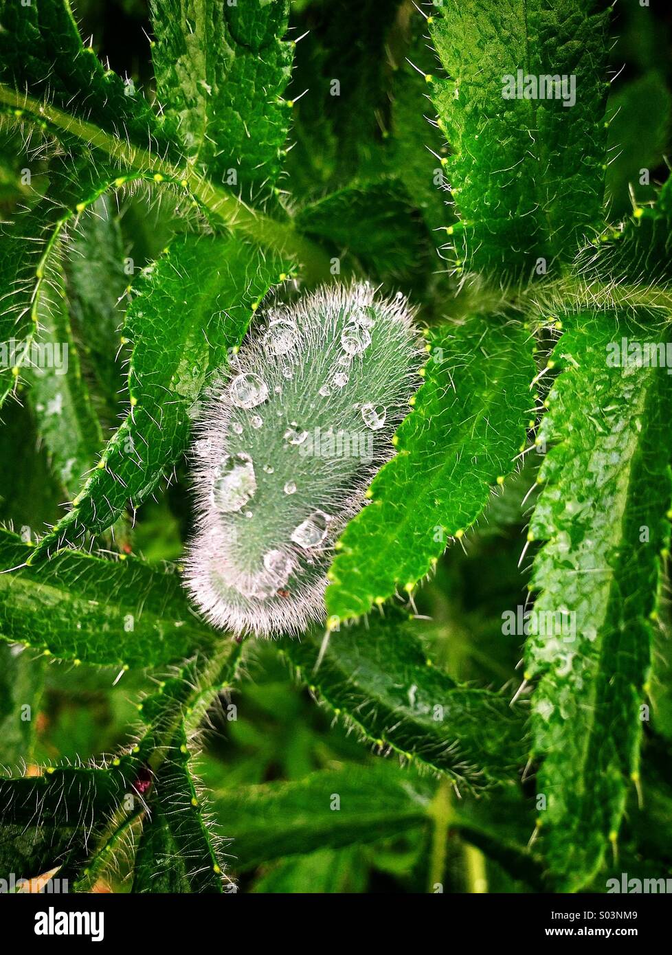 Poppy  bud - Smartphone Captured Stock Image