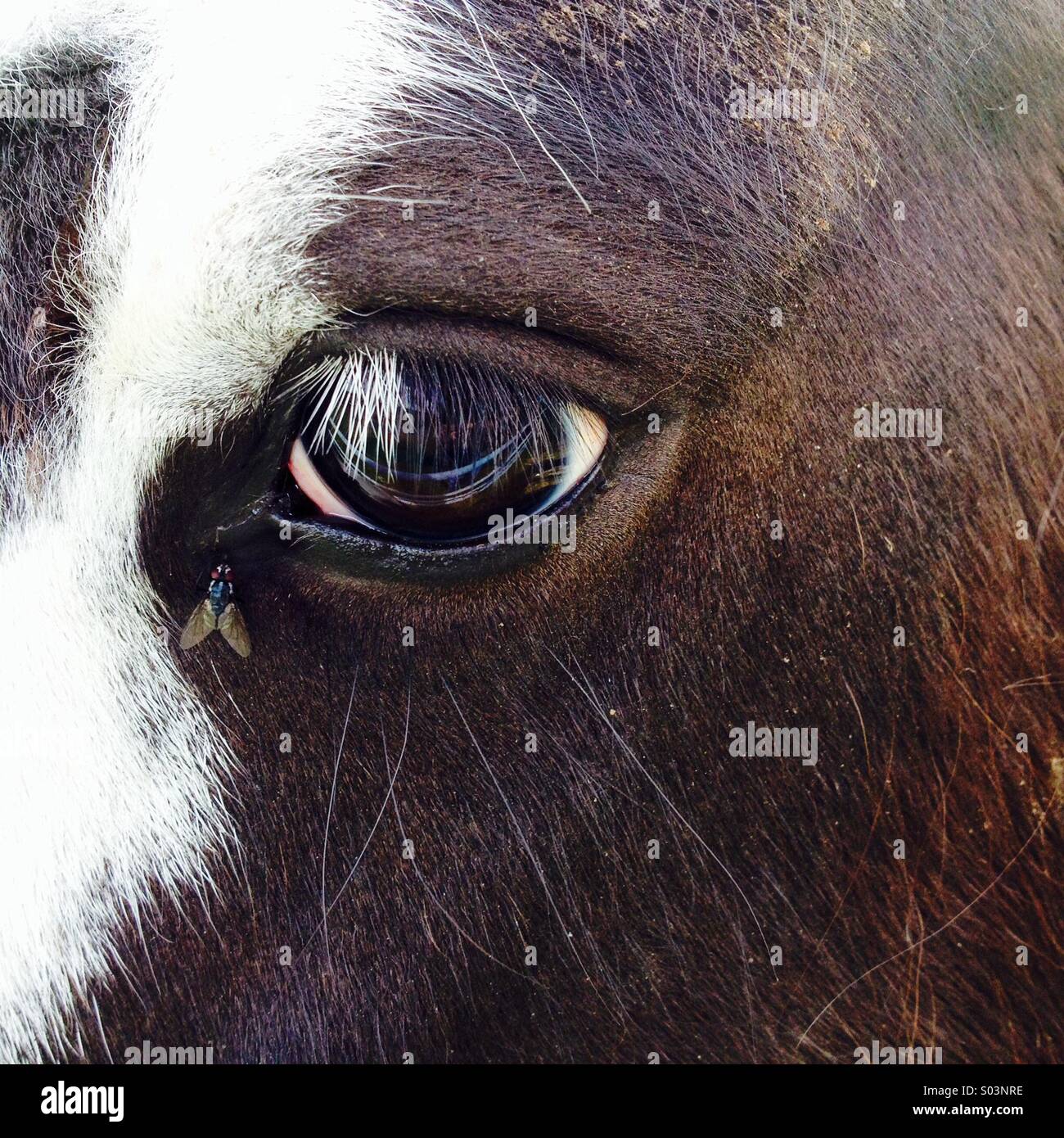 Fly on a horses eye - Smartphone Captured Stock Image
