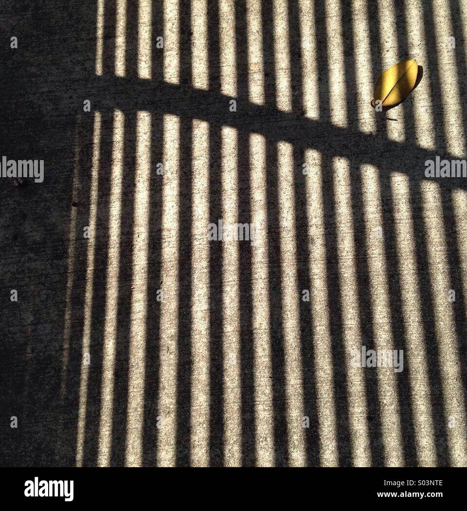 Yellow Leaf, Black Bars, Late Afternoon Shadows Stock Photo