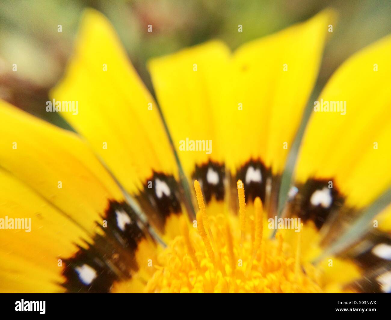 Macro of a yellow flower - Smartphone Captured Stock Image