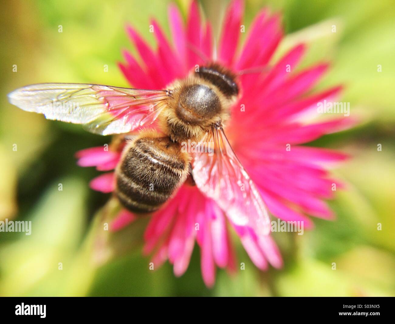 Macro of a bee on a pink flower Stock Photo