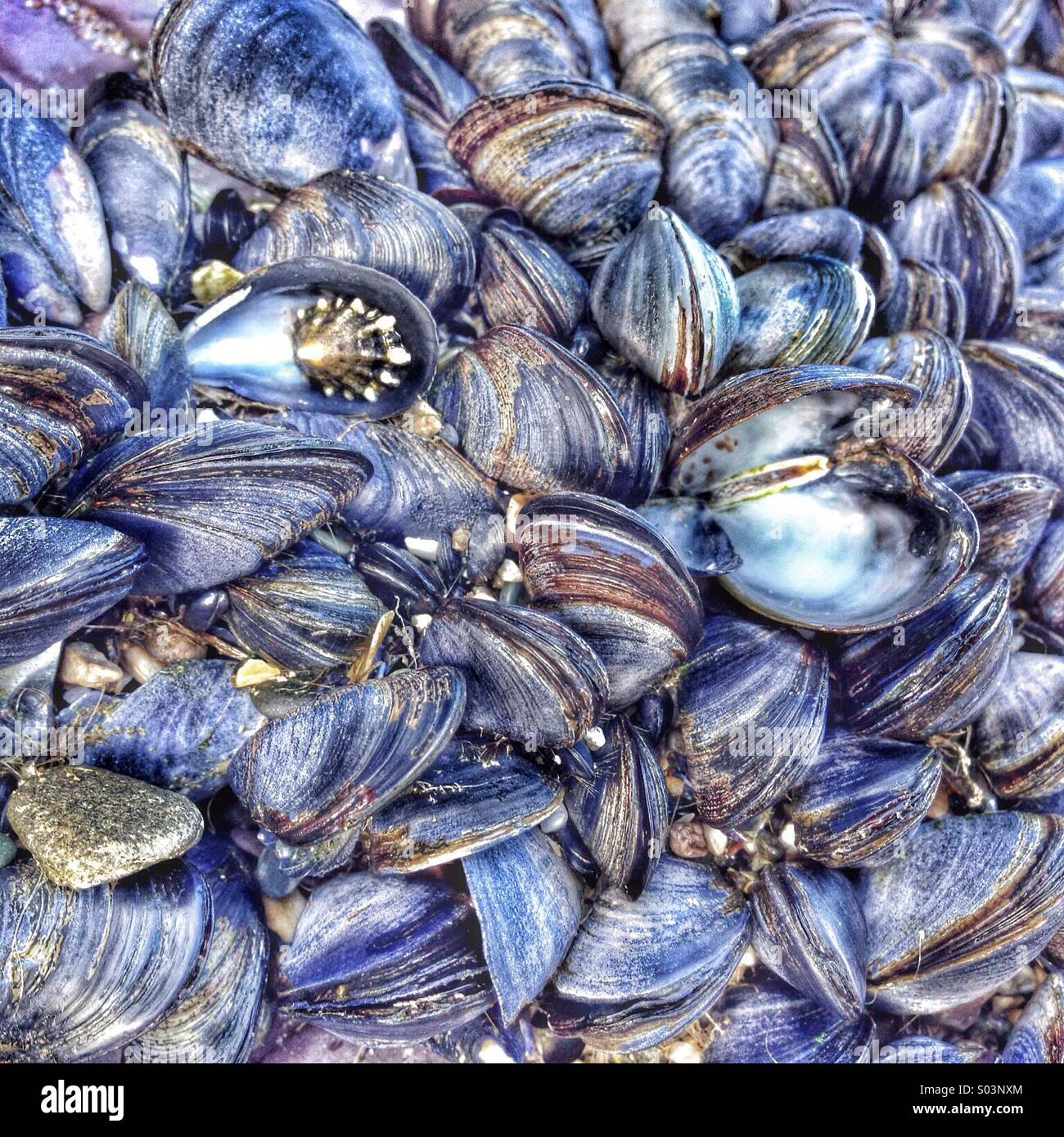 Limpet meet mussels Stock Photo Alamy