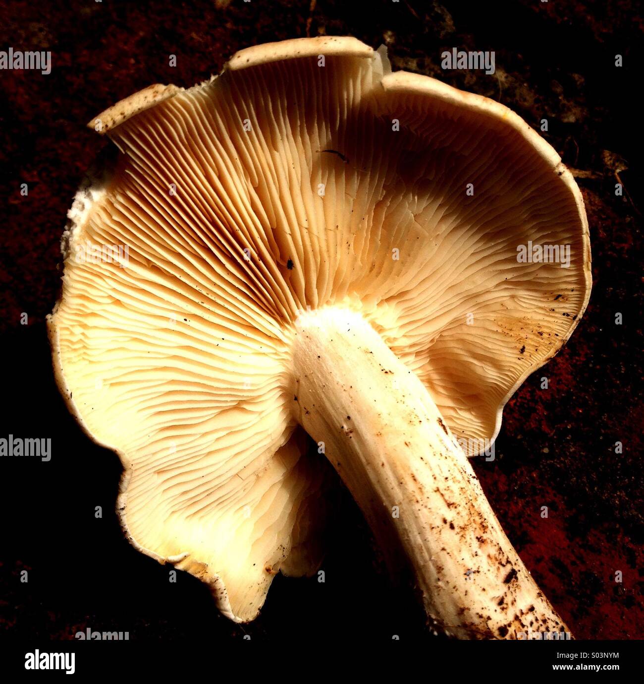 Mushroom - Smartphone Captured Stock Image