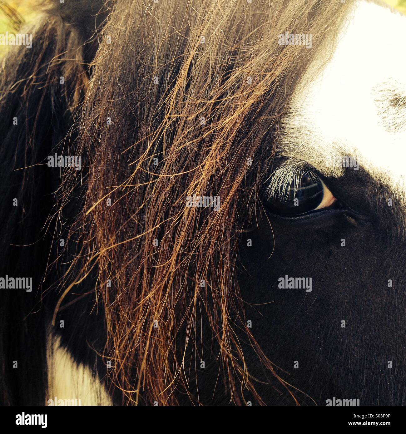 Hairy horse eye and eyelashes Stock Photo