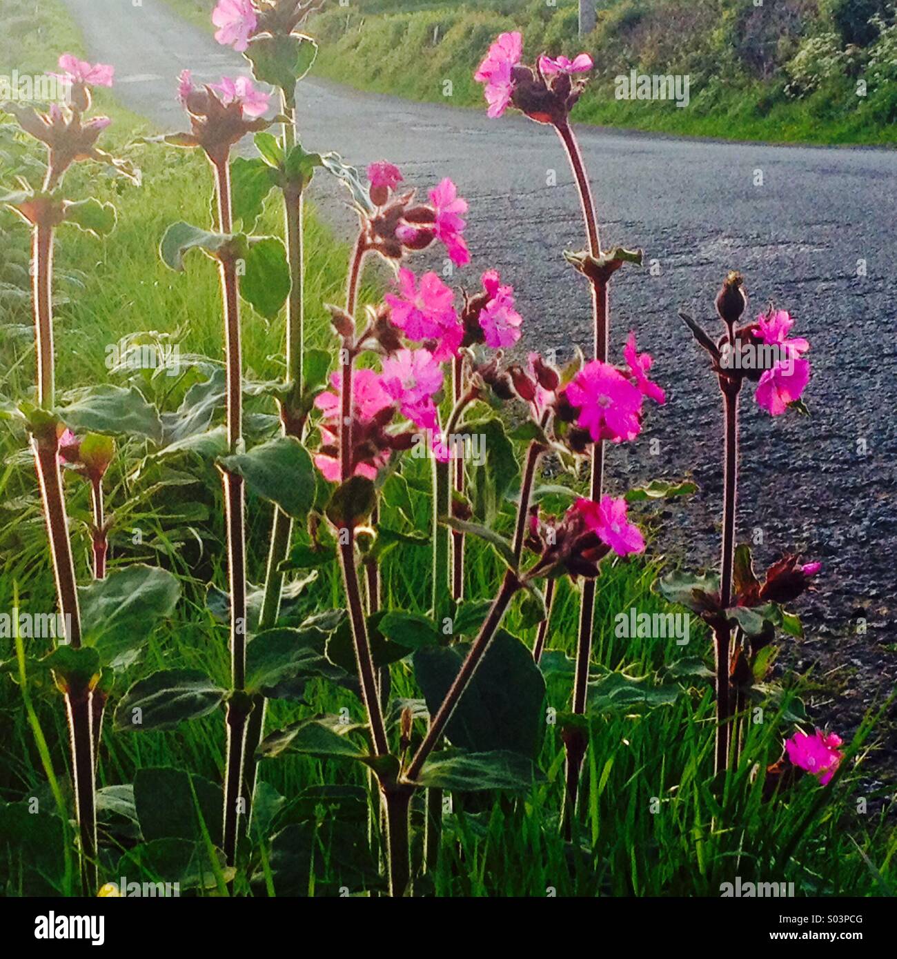 Wild flowers by a rural road in Ireland Stock Photo Alamy