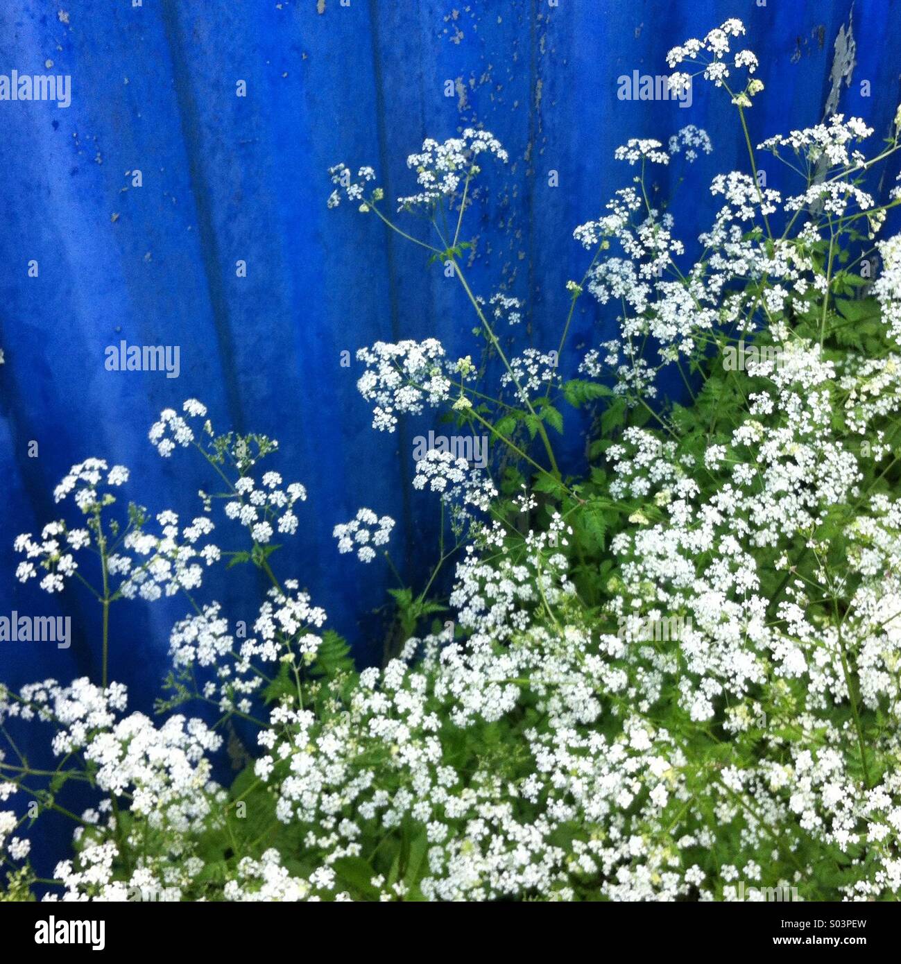Cow parsley flowers ( Anthriscus sylvestris) also called Queen Anne's Lace. - Smartphone Captured Stock Image
