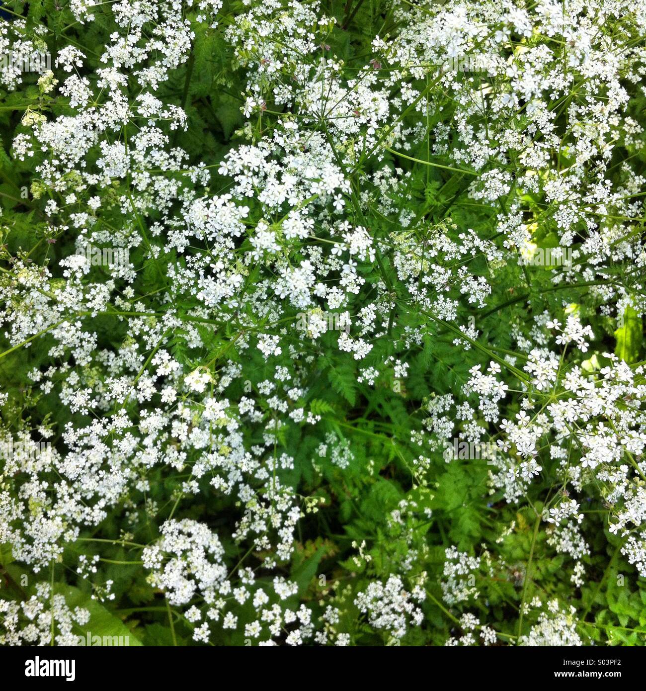 Cow parsley flowers ( Anthriscus sylvestris) also called Queen Anne's Lace. - Smartphone Captured Stock Image