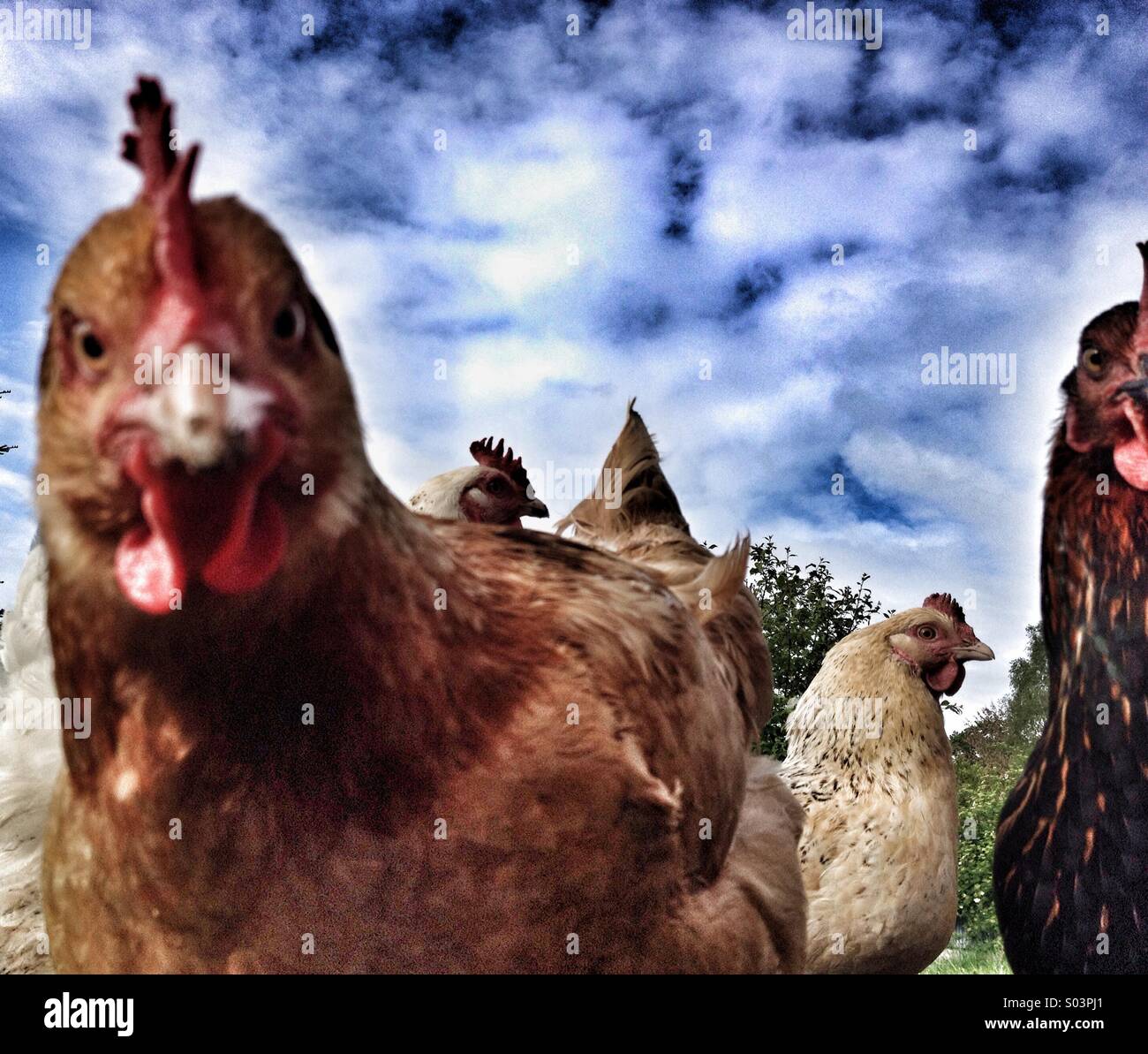 Close up flock of angry chickens Stock Photo Alamy