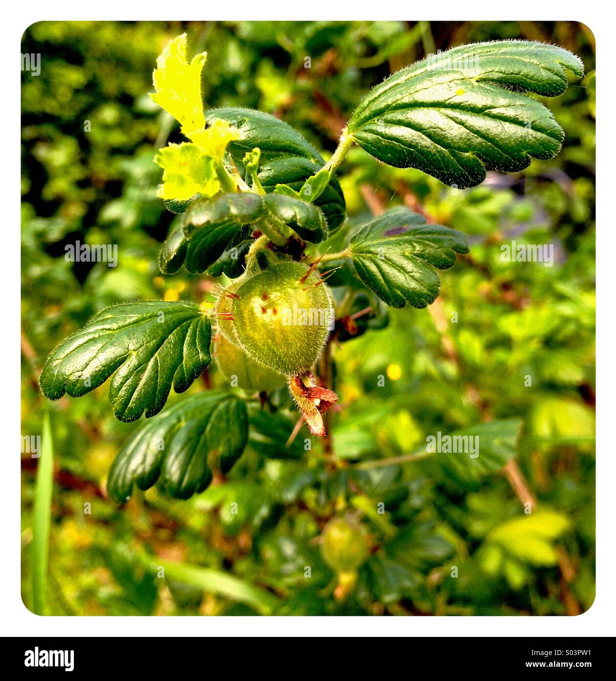 Gooseberry. Ribes uva-crispa. Stock Photo
