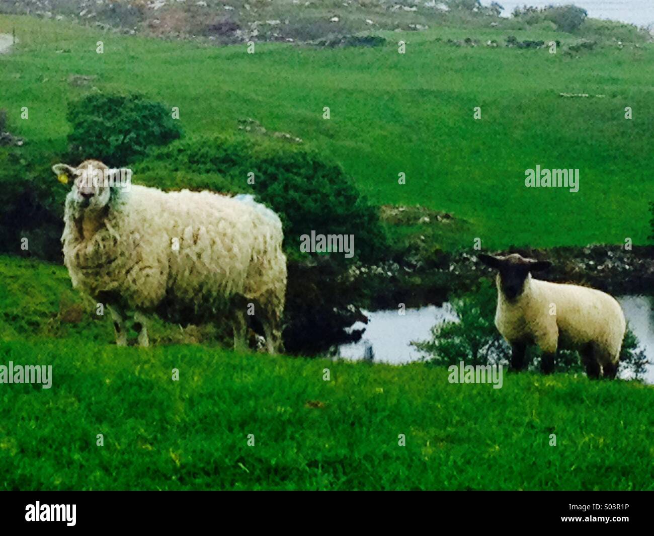 Sheep and lamb in hillside field - Smartphone Captured Stock Image