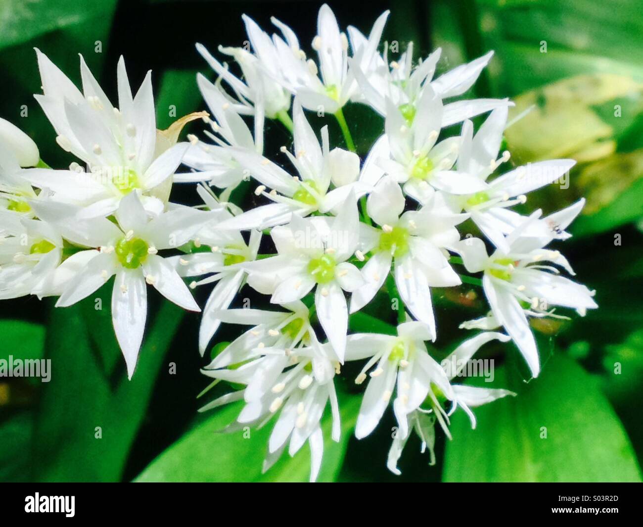 Wild garlic flowers Stock Photo Alamy