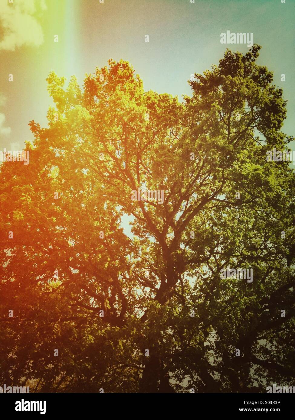 Tree branches and leaves in spring on a sunny day with grunge filter effect. - Smartphone Captured Stock Image