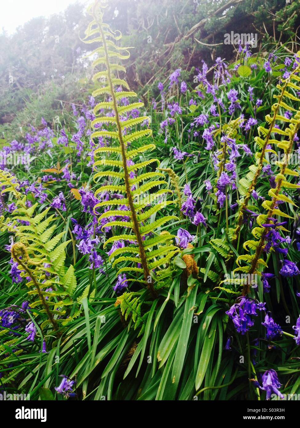 Wild flowers and ferns Stock Photo Alamy